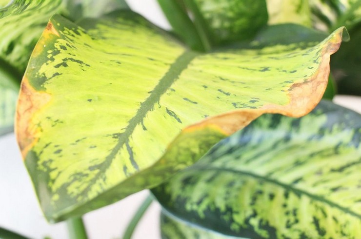 Varför torkar dieffenbachia-bladen och blir gula? Dieffenbachia sjukdomar, hur man hjälper växten