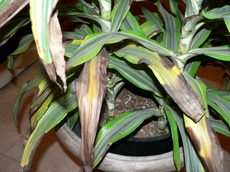 Brist och överskott av bevattningsvatten, oregelbunden bevattning leder till negativa förändringar i utseendet på dracaena