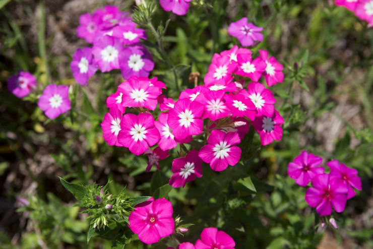 Phlox Drummond - menanam dan merawat di kawasan lapang. Tumbuh Drummond phlox dari biji, kaedah pembiakan. Penerangan, jenis. Gambar