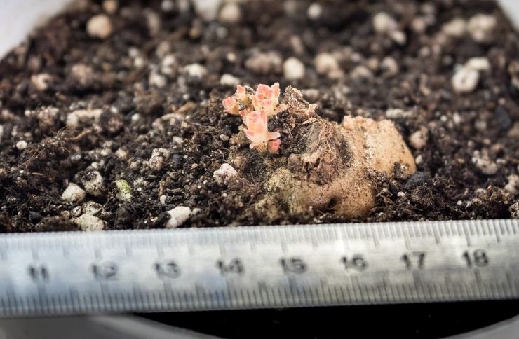 Gloxinia lebih suka tanah yang ringan, berkhasiat, telap kelembapan dengan kebolehtelapan udara yang baik