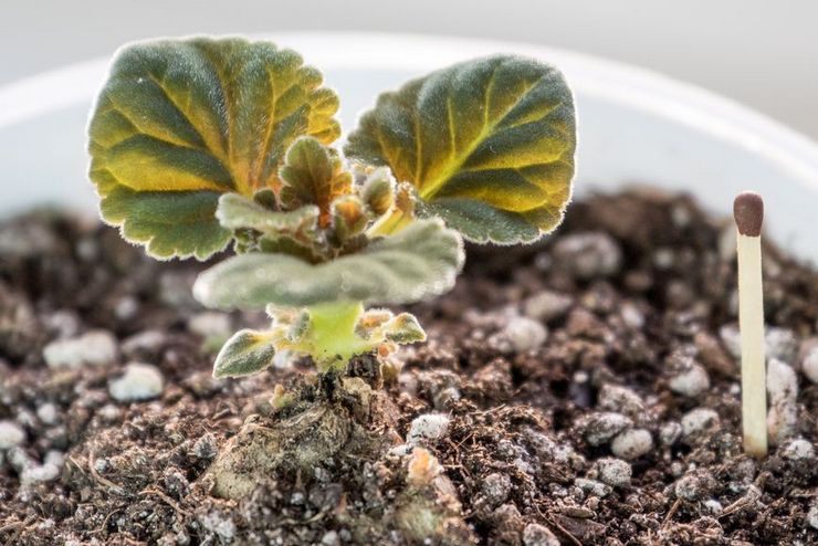 Gloxinia transplantation. Hur man transplanterar gloxinia hemma