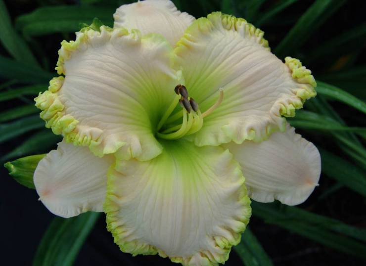 Daylily putih