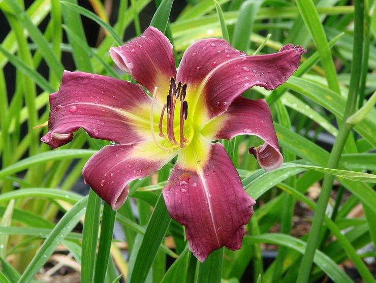 Labah-labah Daylilies (seperti labah-labah)