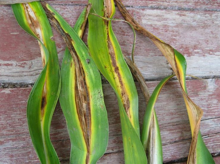 Perosak dan penyakit Daylily