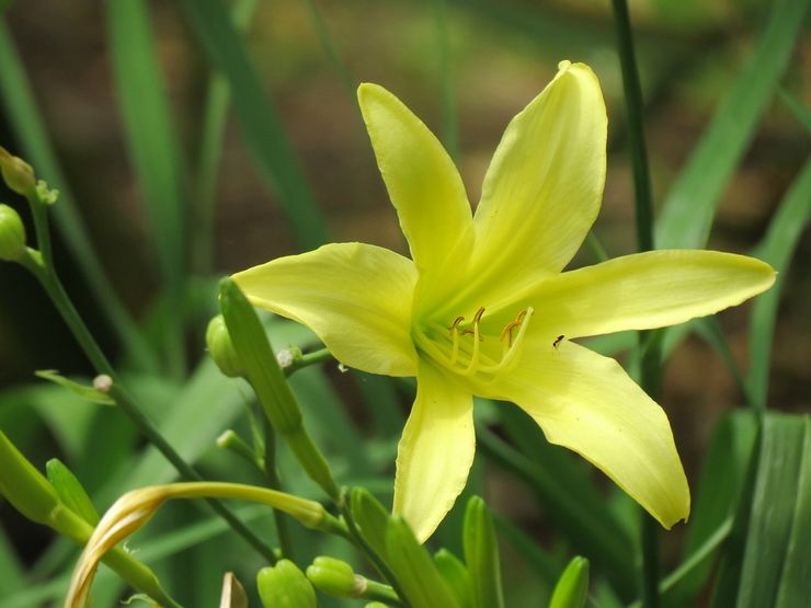 Daylily citrongul