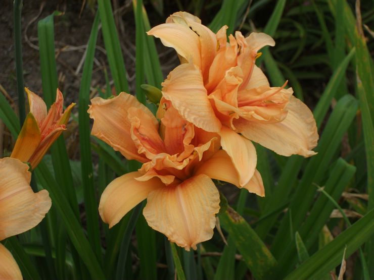 Impian Berganda Daylily