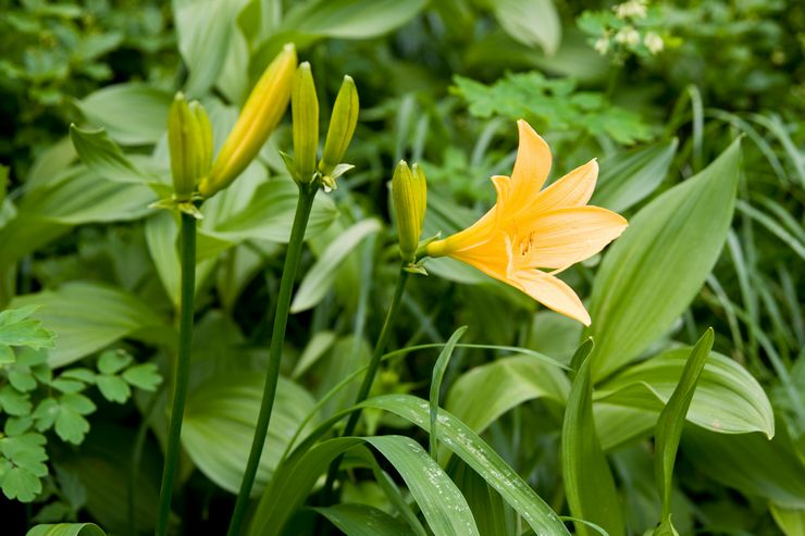 Daylily Dumortier