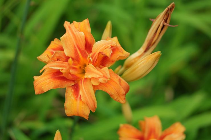 Jeruk Daylily