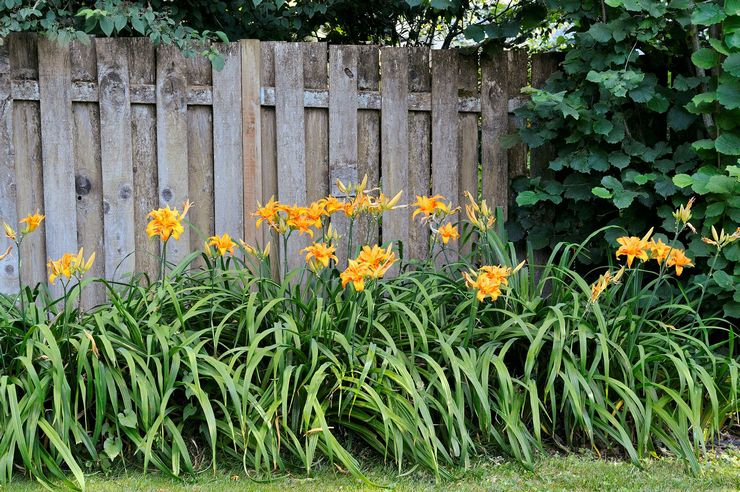 Daylily dalam reka bentuk landskap