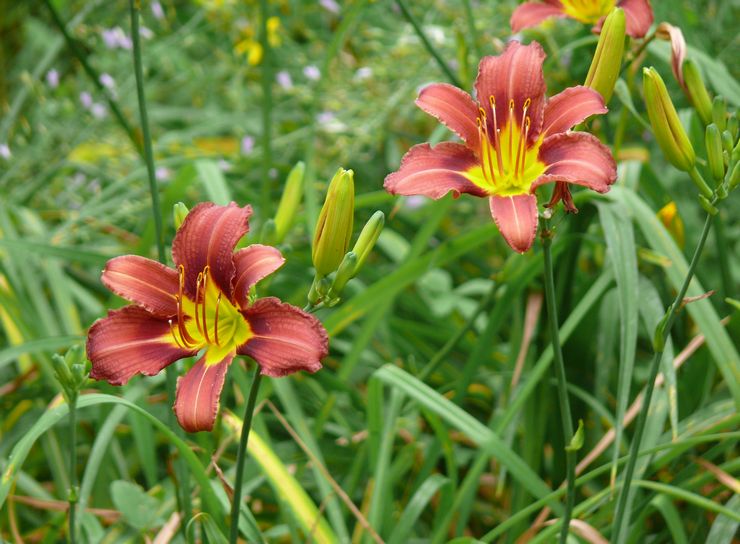 Daylily beskrivning