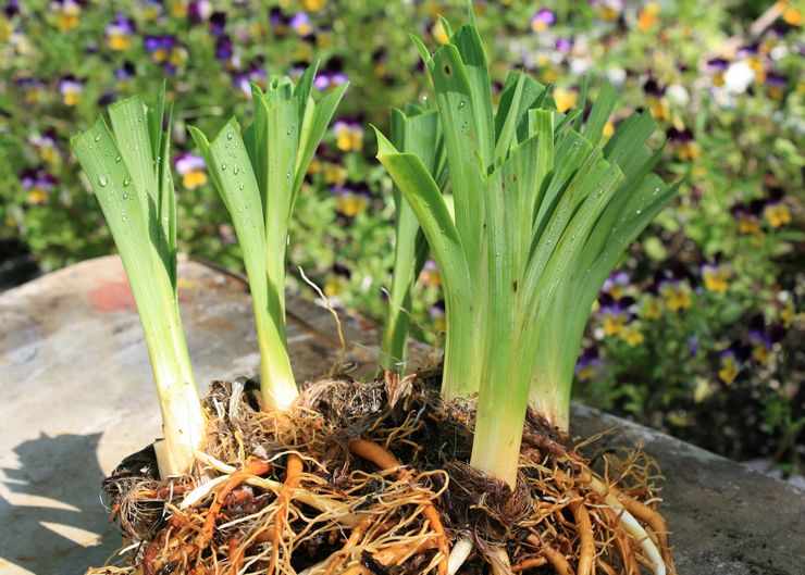 Pemindahan Daylily