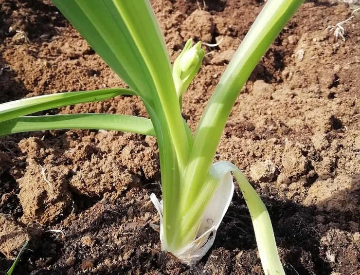 Det bästa stället att plantera en daglilja