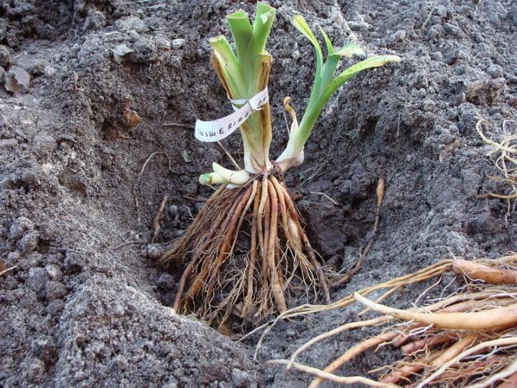 Plantera en daglilja i öppen mark