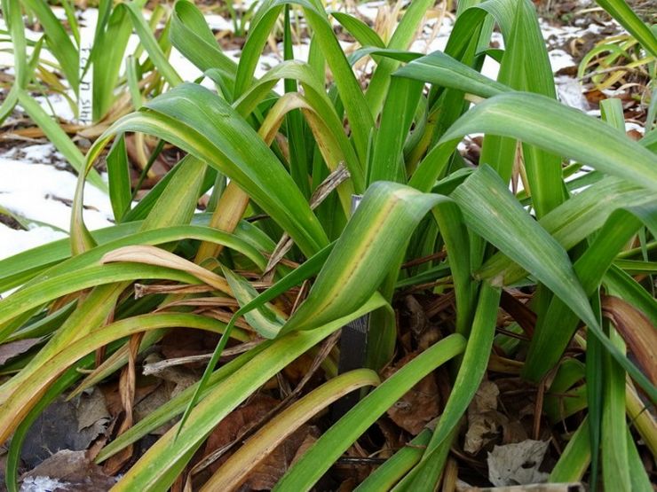 Daylily selepas berbunga