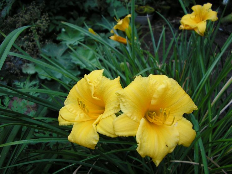 Daylily doftande