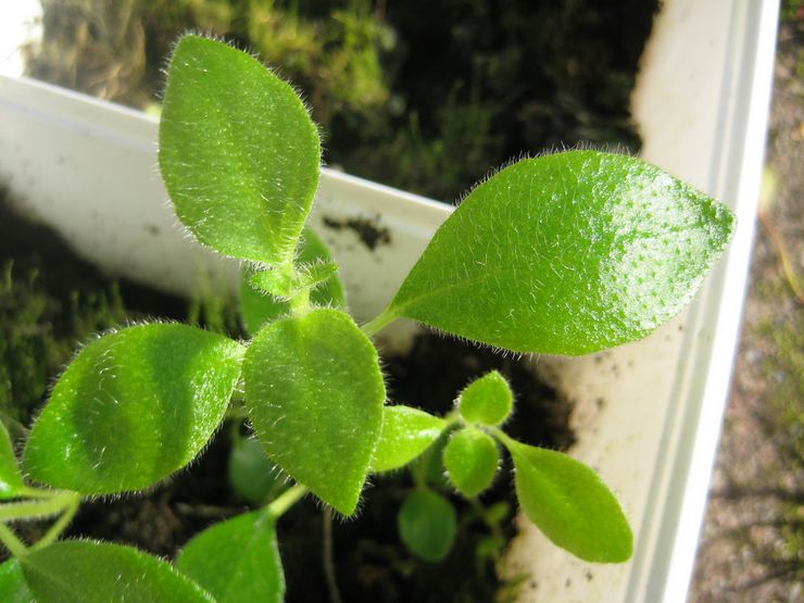 Nematanthus avelsmetoder