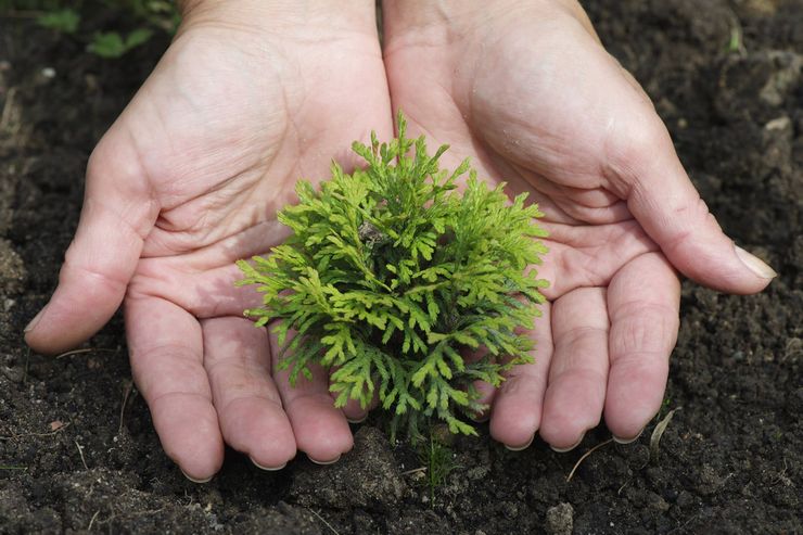 Thuja-förökning genom sticklingar, frön