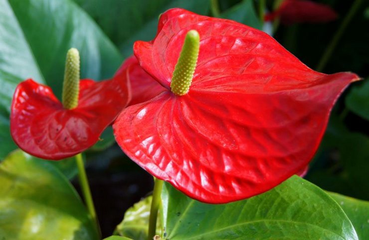 Anthurium Andre - hemvård. Odling av Andre anthurium, transplantation och reproduktion. Beskrivning. Ett foto