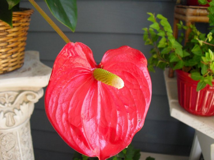 Air pengairan untuk anthurium mesti ditapis atau direbus