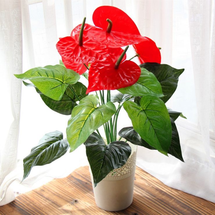 Anthurium Andre bryr sig hemma