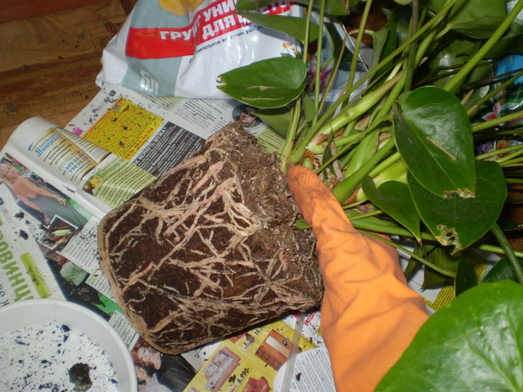 Syarat untuk anthurium berbunga