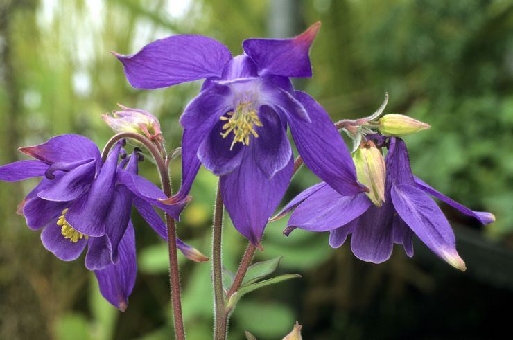 Alpin aquilegia