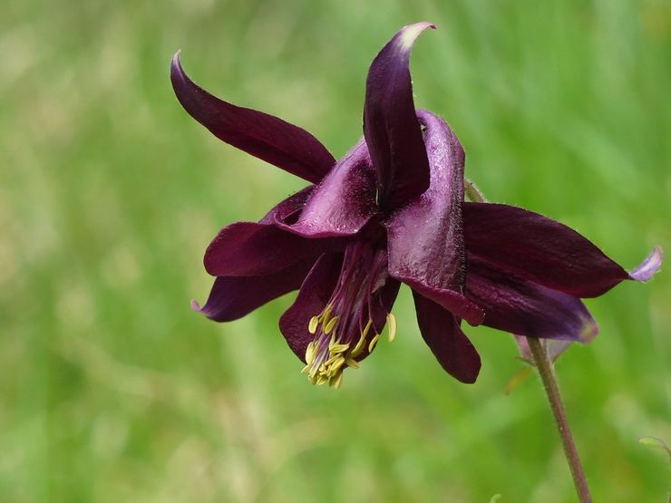 Aquilegia gelap