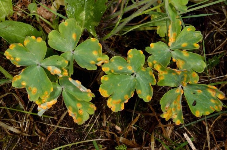 Skadedjur och sjukdomar i aquilegia