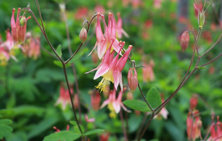 Aquilegia kanadensiska