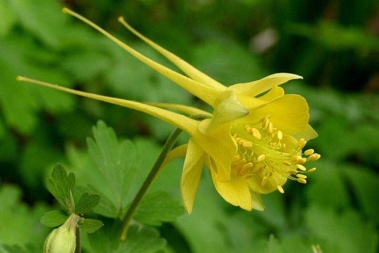 Aquilegia gyllene blommor