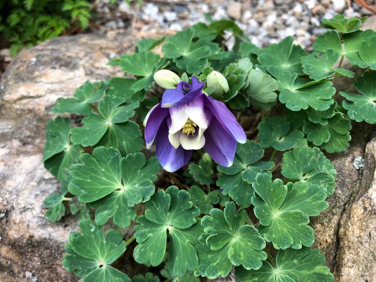 Aquilegia fläktformad