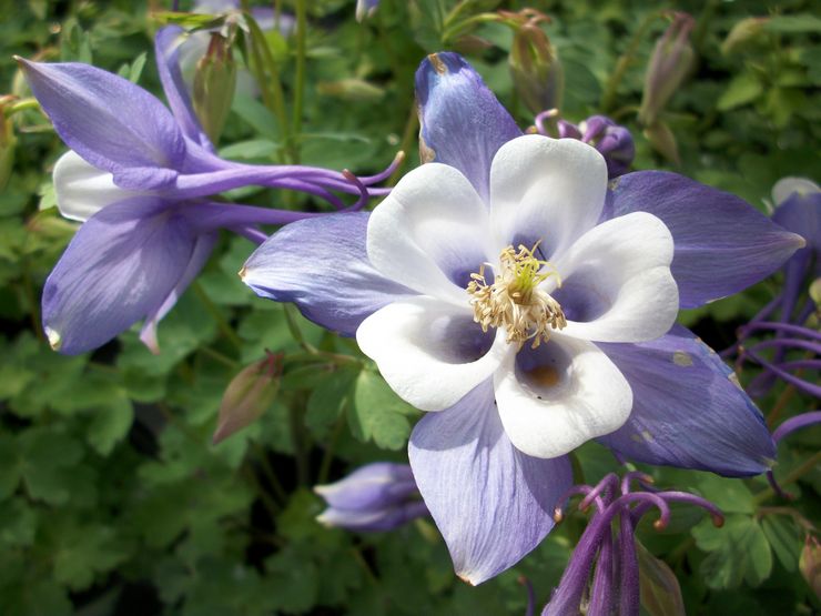 Aquilegia hybrid