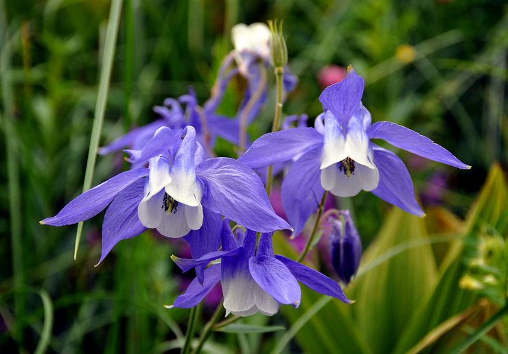 Olympic Aquilegia