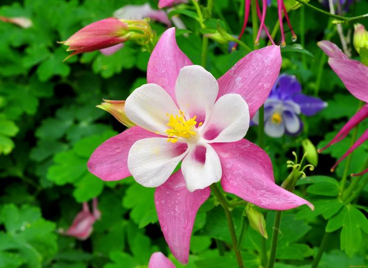 Penerangan mengenai aquilegia