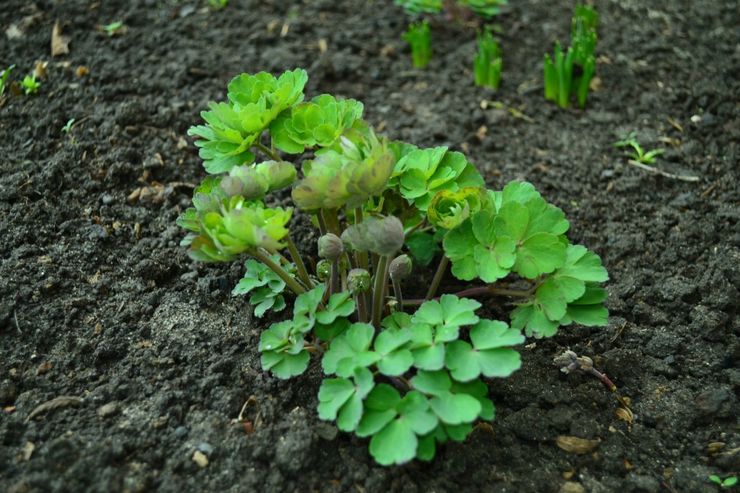 Menanam aquilegia di tanah terbuka