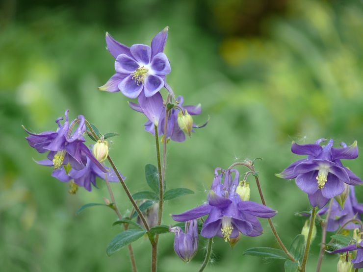 Aquilegia växt