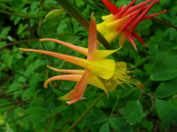 Aquilegia Skinner