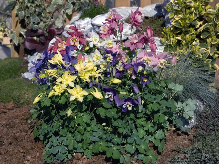 Penjagaan Aquilegia di kebun