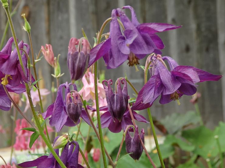 Penjagaan Aquilegia