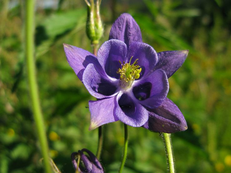 Aquilegia biasa