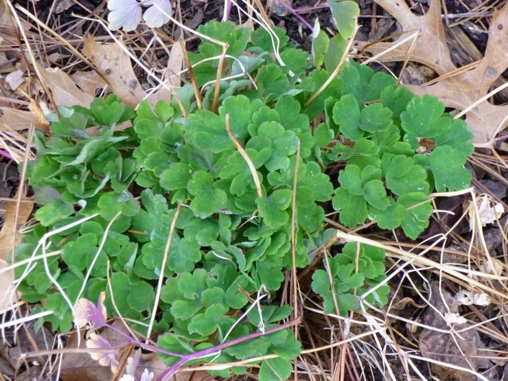 Aquilegia efter blomning