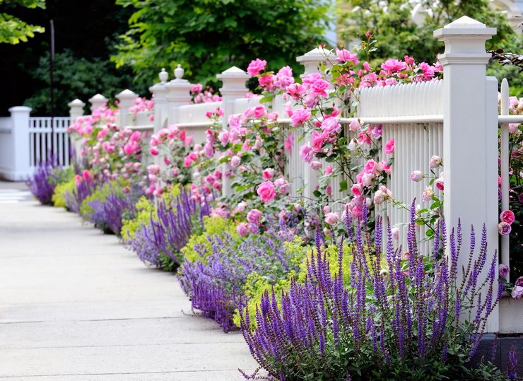 Gör-det-själv blomsterträdgård längs staketet, dekoration av blomsterbädd