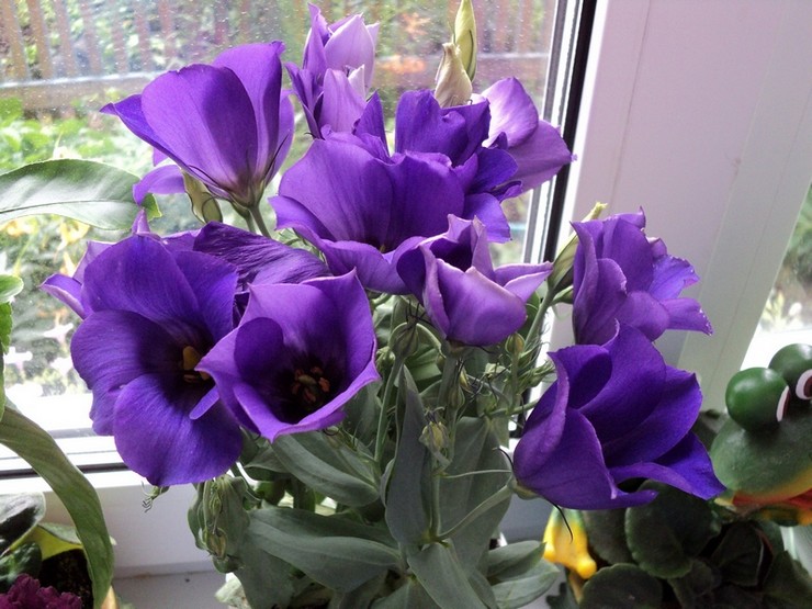 Eustoma di rumah