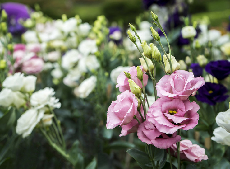 Eustoma - menanam dan merawat di kawasan lapang. Tumbuh eustoma dari biji, kaedah pembiakan. Penerangan, jenis. Gambar