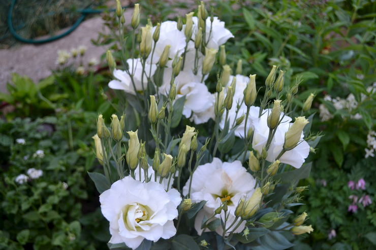 Cara menanam eustoma di kebun