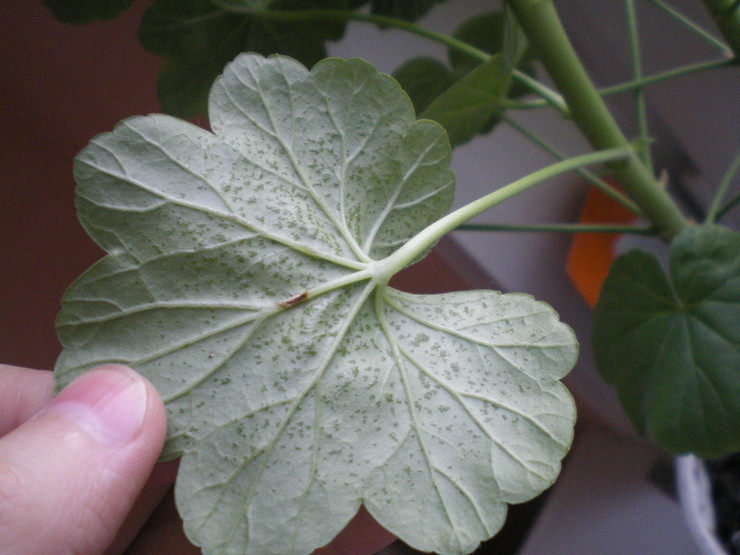 Geranium mudah diserang penyakit seperti klorosis, reput akar dan karat.