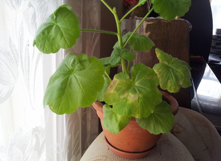 Varför blir pelargonsblad gula och torra: vad ska man göra och hur man löser problemet?