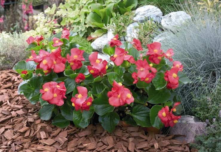 Begonia kebun - penanaman dan penjagaan di ladang terbuka. Begonia kebun tumbuh, kaedah pembiakan. Penerangan. Gambar