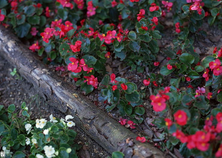 Grundläggande regler för vård av begonia i trädgården