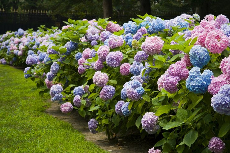 Bunga Hydrangea - ciri dan keterangan